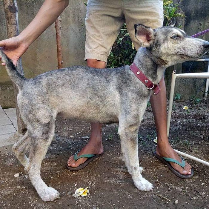 perrita husky de pelo rapado 