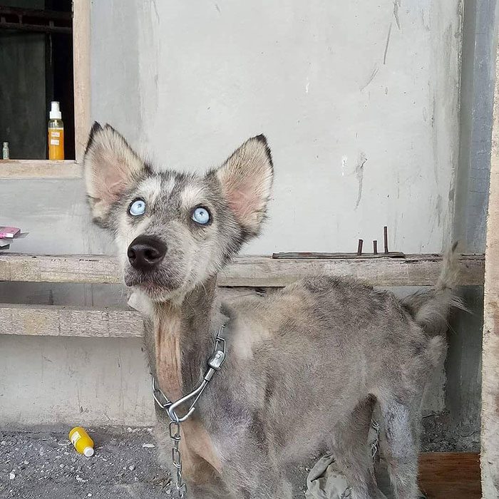 perrita de ojos azules 