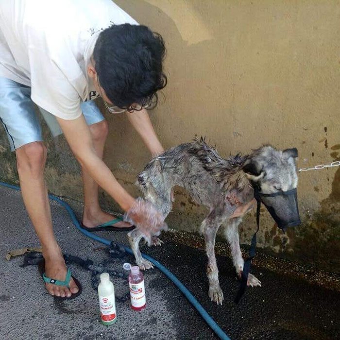 hombre bañando perrito 