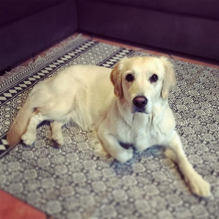 perrito en una alfombra 