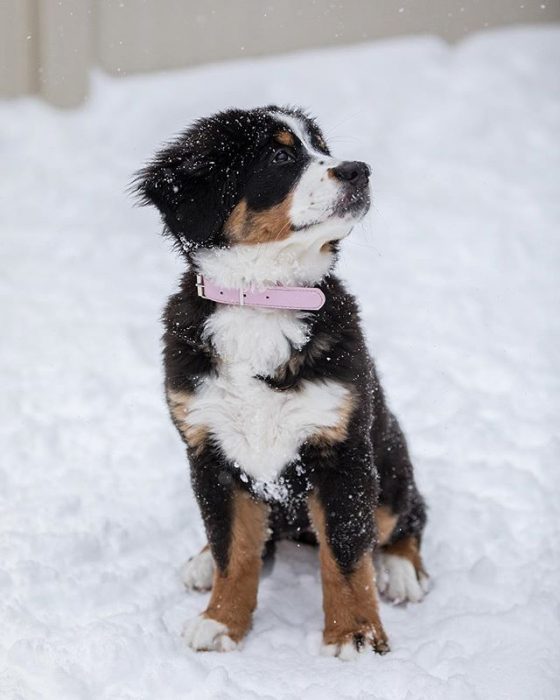 cachorro en la nieve 