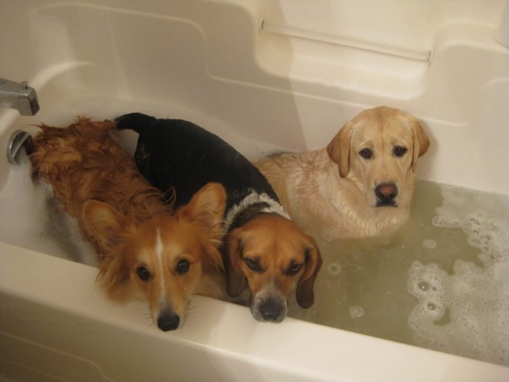 perritos bañándose 