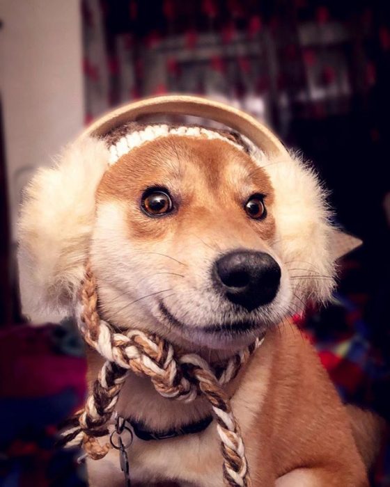 perrito con orejeras 