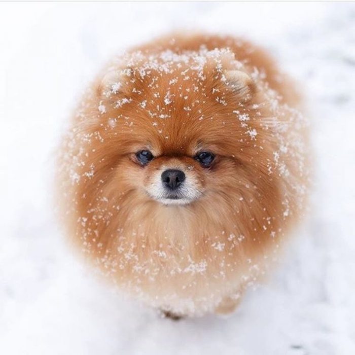 bolita de pelo 