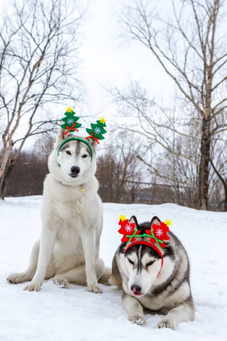 husky invierno 