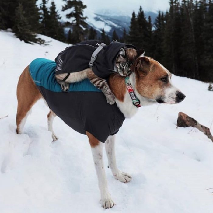 perro y gato invierno 