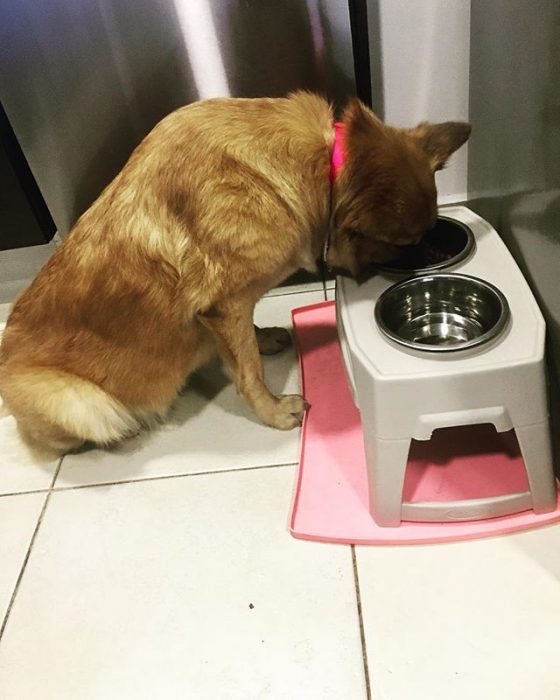 perrita tomando agua 