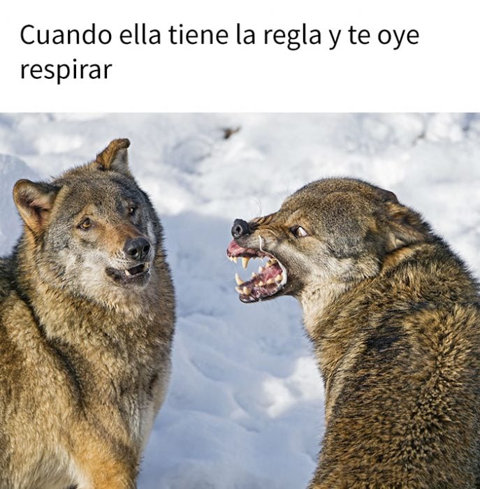 meme lobos 