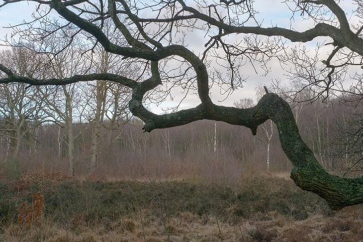 corazón en la naturaleza 