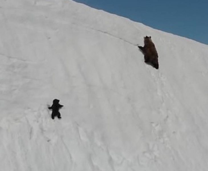 osito tratando de subir una montaña 