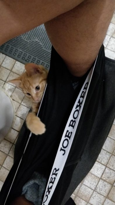 gatito en el baño 