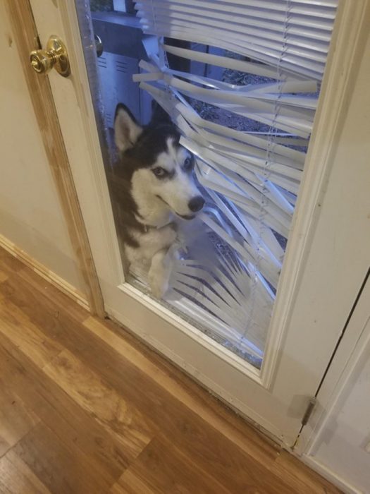 perrito en la puerta 