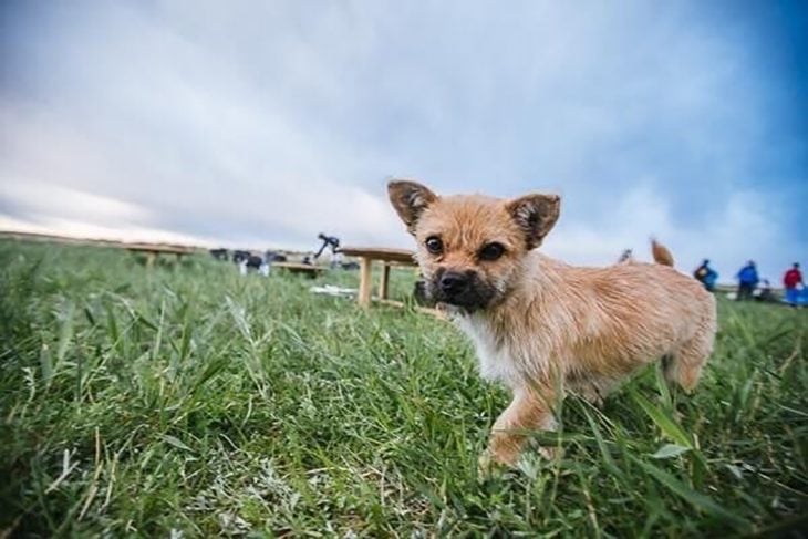 perrita pequeña 