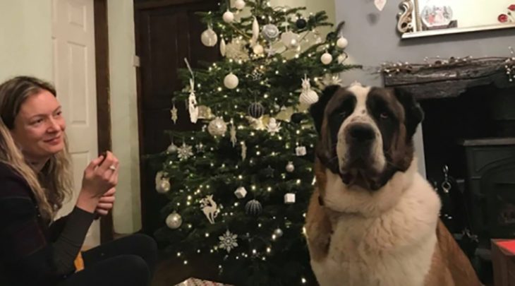 perrito árbol de navidad 