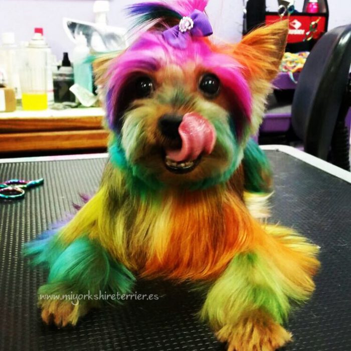 perrito con el cabello teñido 