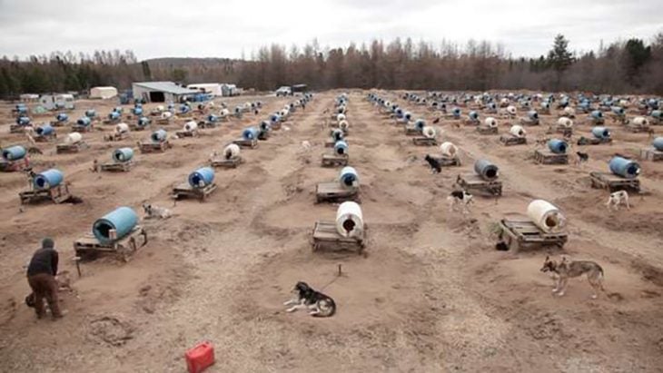 perros de trineo en campo abierto 