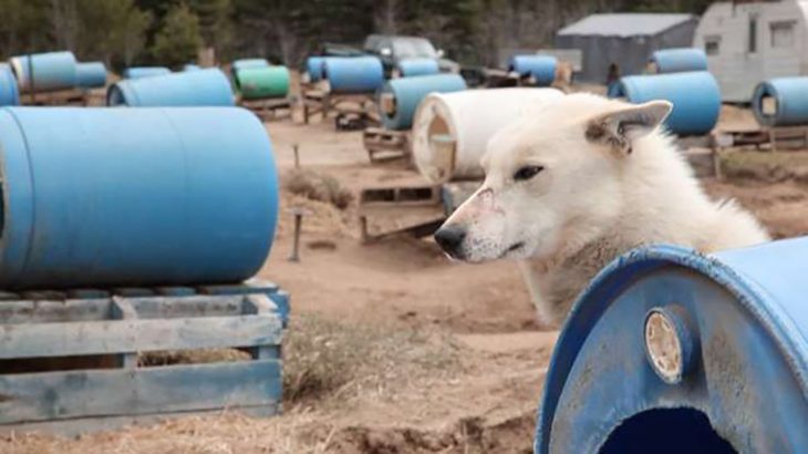 perrito que se ve triste frente a un tanque azul 