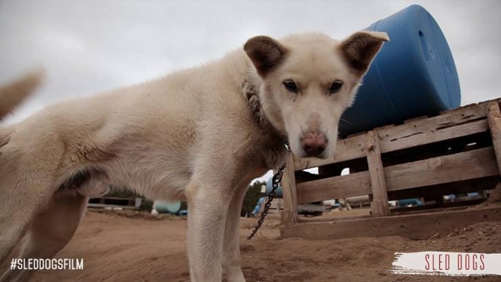 perro de trineo triste 