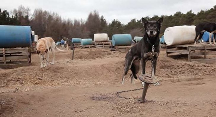 perrito en un lugar de perros de trineo 