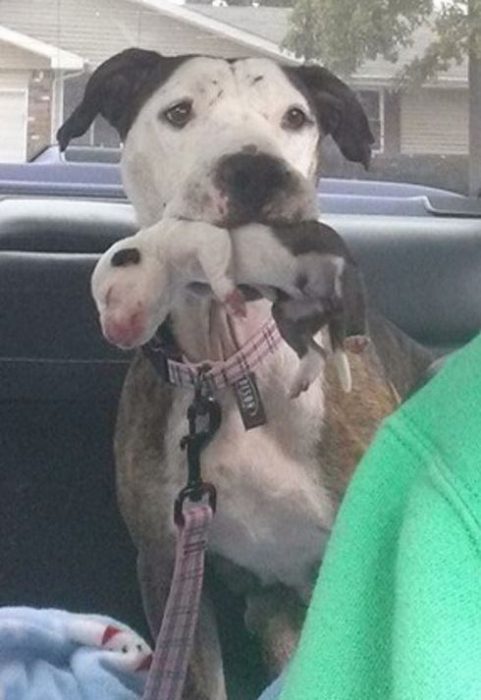 perrita con cachorro en el hocico