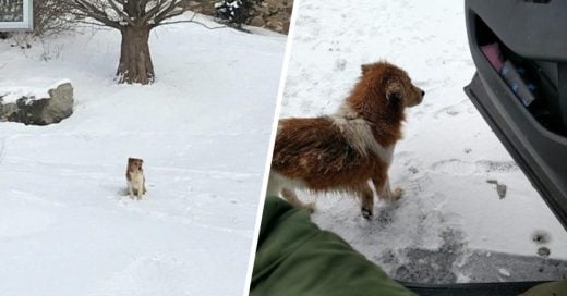 Cover Perrita abandonada espera 5 días en el frío a que su familia regrese