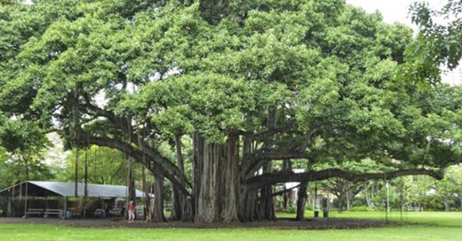 Cover el árbol que parece un bosque entero