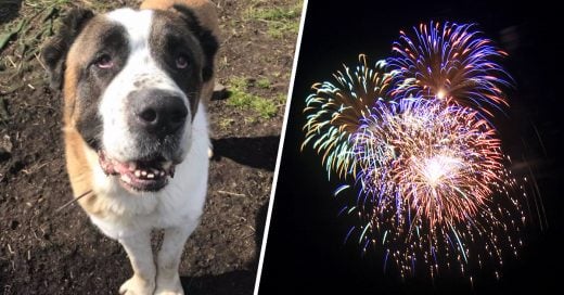 Cover San bernardo muere aterrorizado por los fuegos artificiales