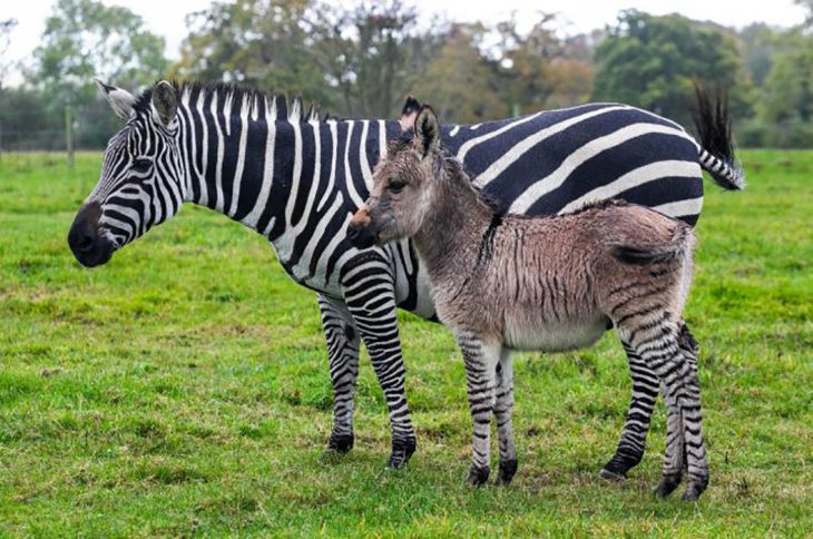 mujer con híbrido de zebra 