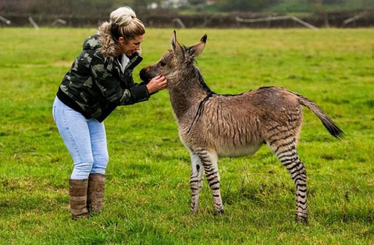 señora y burro zebra 