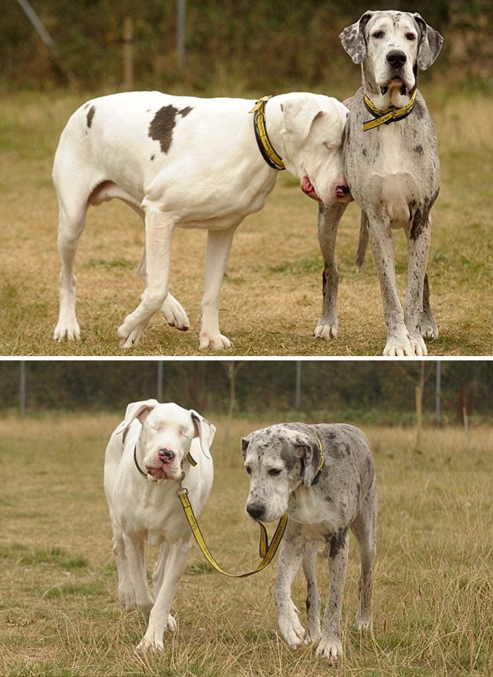 21 Perros gran danés que son ENORMEMENTE adorables 21 Perros gran danés que son ENORMEMENTE adorables