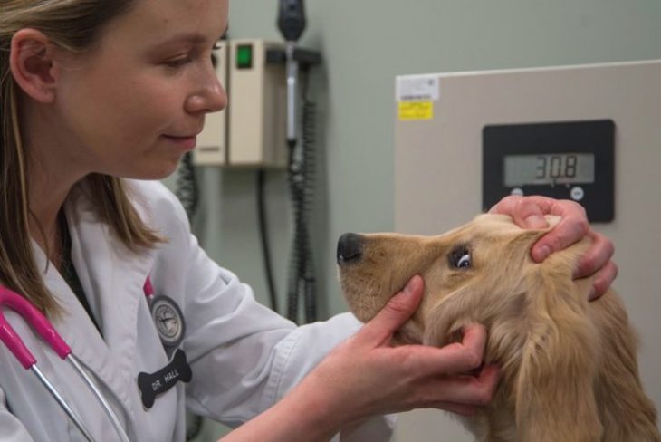 perro veterinario 