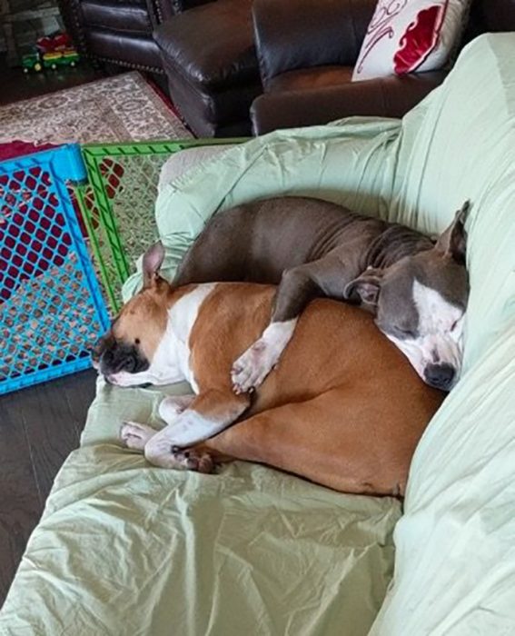 dos perros dormidos juntos 