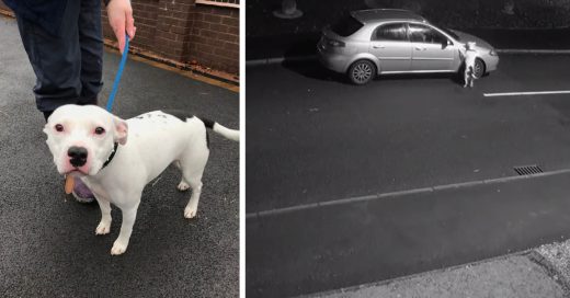 Cover Perrito desesperado corre detrás del coche que lo abandonó