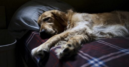 Cover Un veterinario revela qué es lo que sienten los perros antes de partir…