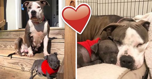 Cover Pit bull que perdió a sus bebés adopta una cachorra huérfana