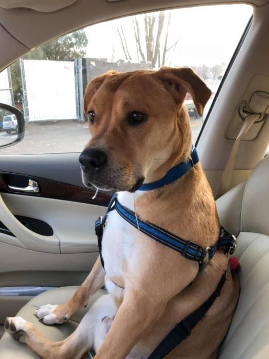 perro en un coche 