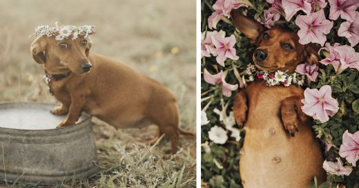 Cover Perrita embarazada protagoniza la sesión fotográfica más tierna