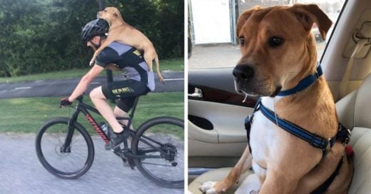 Cover Ciclista rescató a un perro atropellado abandonado en el bosque