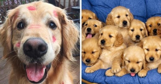 Cover Pruebas de que los golden retriever son los perros más adorables de todos