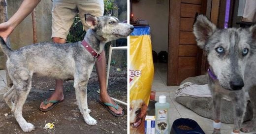 Cover Encontró a un husky desnutrido y a punto de morir