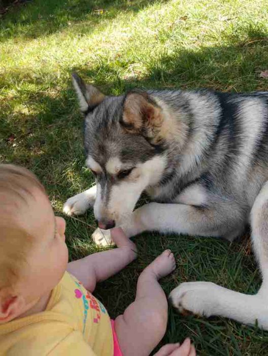 bebé con un perro husky 