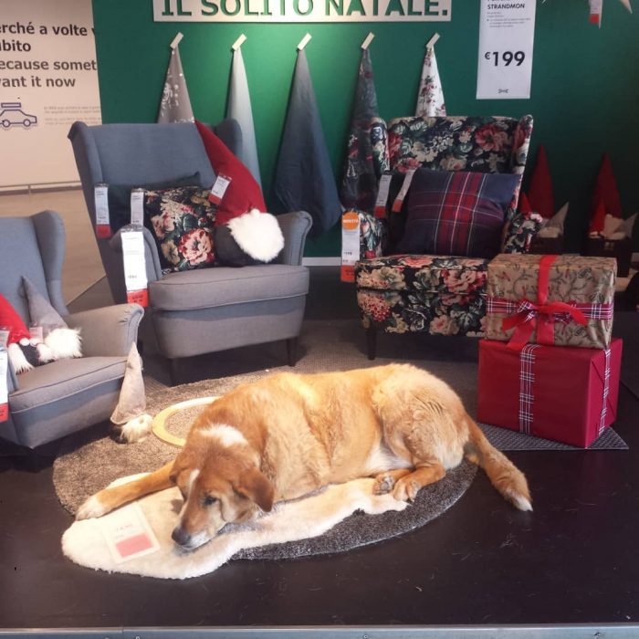 perrito en ikea 