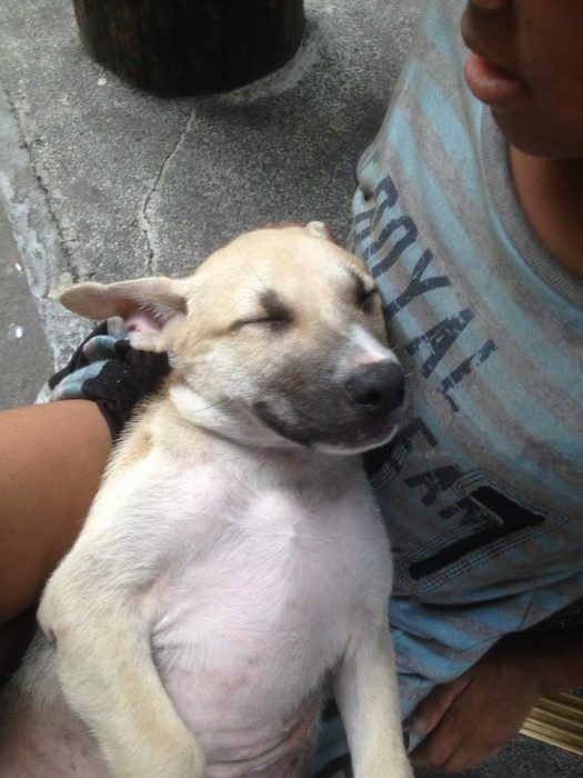 perrito en los brazos de un niño 