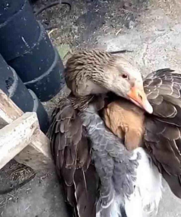 patito abrazando a un cachorro con frío