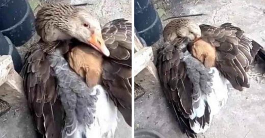 Cover Pato abre sus alas para que un perrito callejero no muera de frío