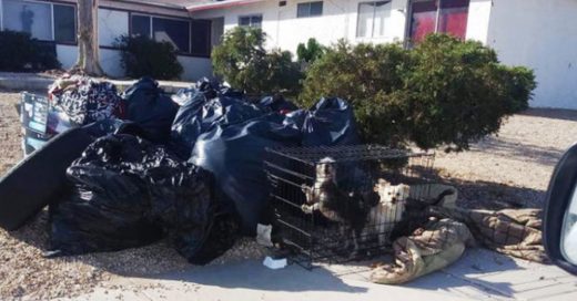 Cover Perros enjaulados fueron abandonados con la basura después de que su familia se mudó