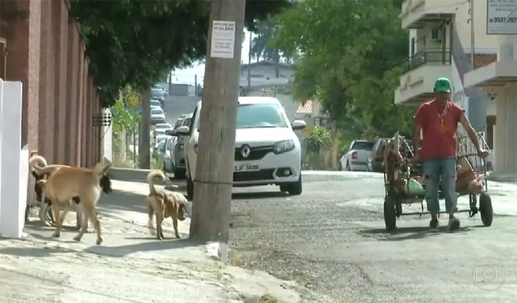 recolector de basura y perritos 