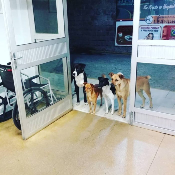 perritos fuera del hospital 