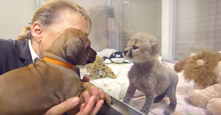 perrito se lo presentan a un guepardo 