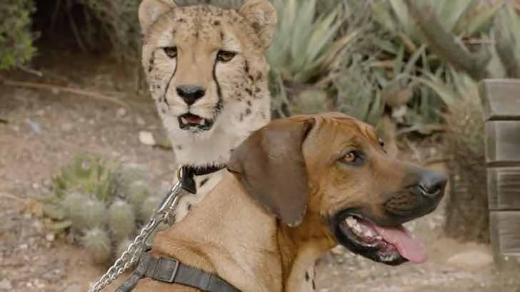 perro adulto y guepardo 